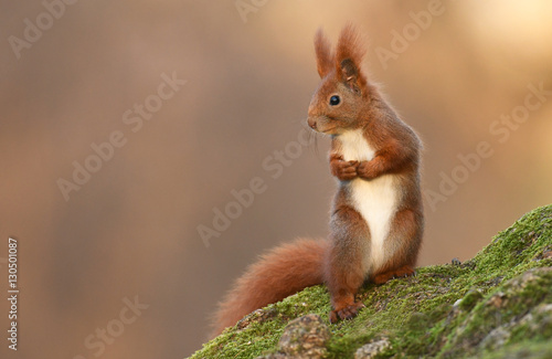 Red Squirrel (Sciurus vulgaris) © Piotr Krzeslak