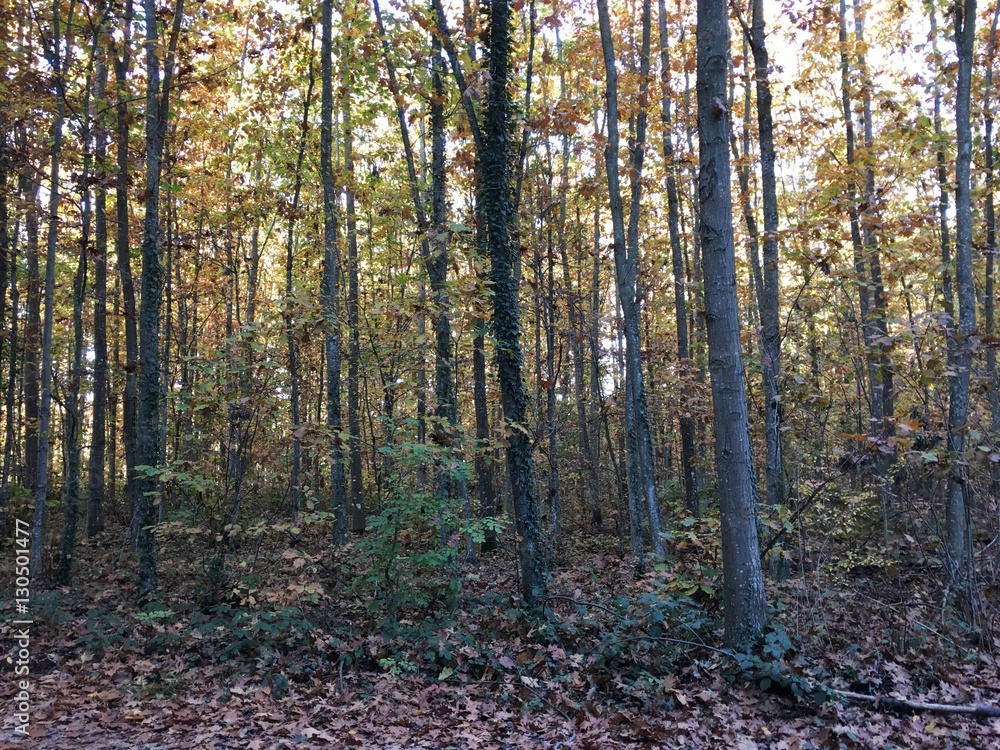 Obraz premium forest in autumn