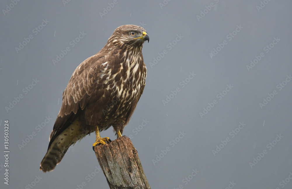 Common buzzard (Buteo buteo) Common buzzard (Buteo buteo)