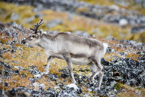 Reindeer