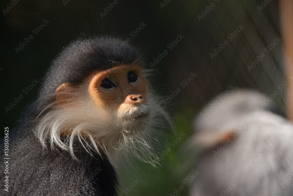 Fototapeta premium Red-shanked douc