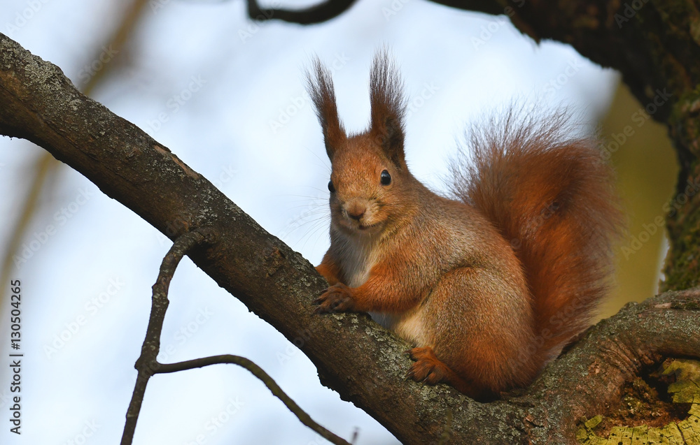 Fototapeta premium Red Squirrel (Sciurus vulgaris)