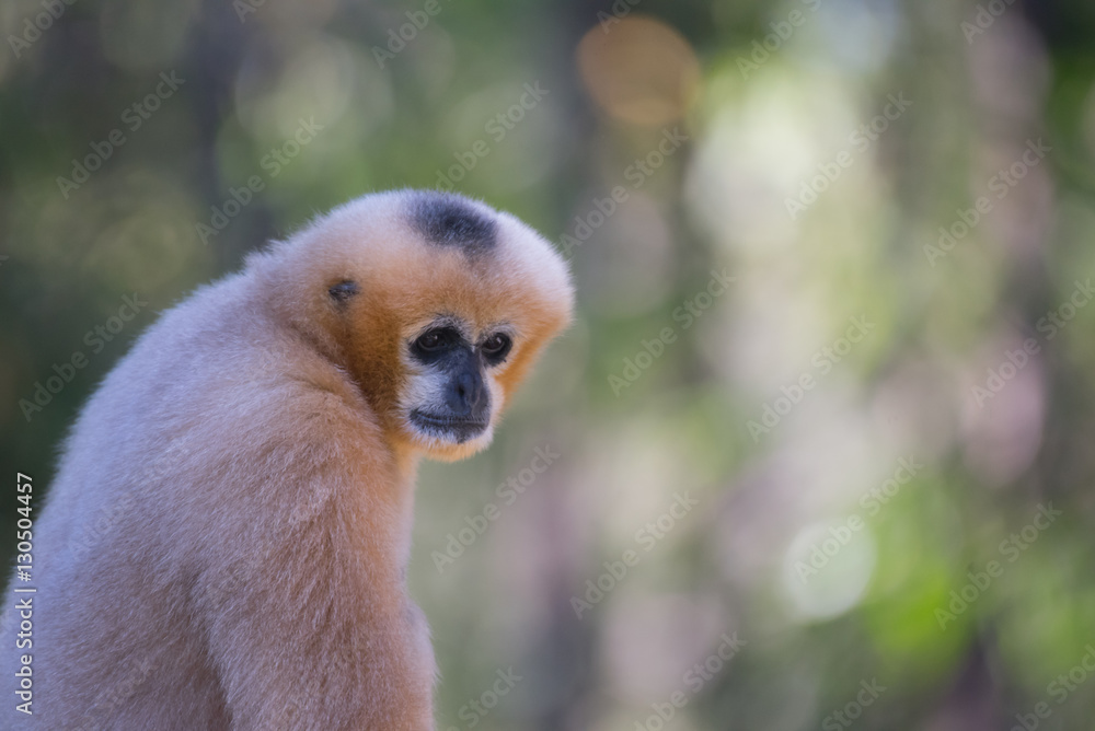 Naklejka premium Hylobatidae