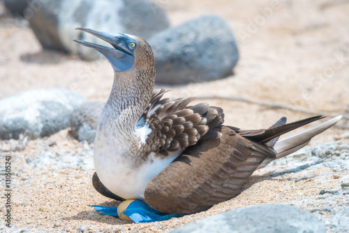 Blue footed Booby (Sula nebouxii) sitting on nest in North Seymour Island, Galapagos National Park, Ecuador