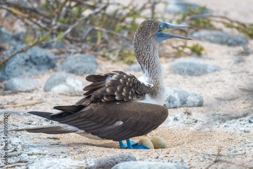 Blue footed Booby (Sula nebouxii) sitting on nest in North Seymour Island, Galapagos National Park, Ecuador photo