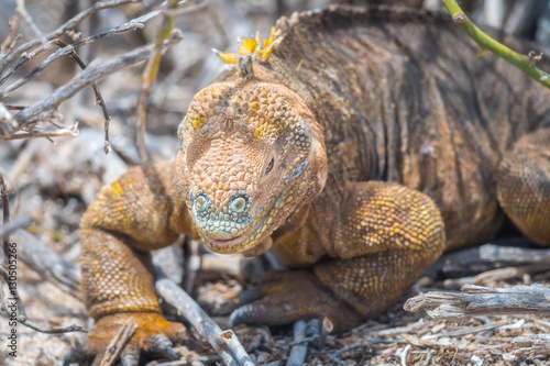 Big land iguana endemic to the Galapagos islands  Ecuador