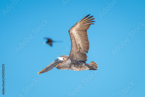 Brown Pelican flying in Santa Cruz island, Galapagos islands, Ecuador