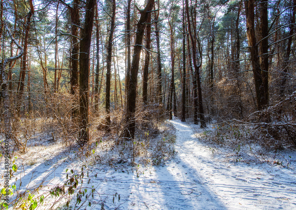 Beautiful winter landscape in forest with pine trees, sun and snow.