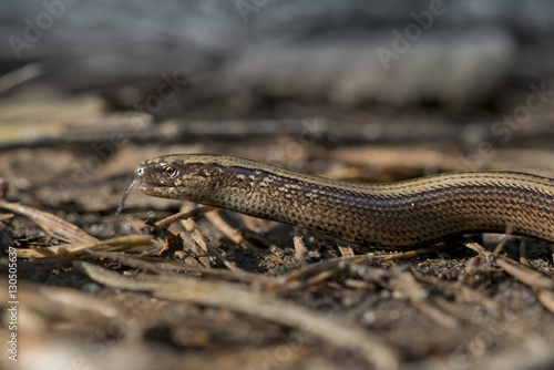 blindschleiche anguis fragiles echse makro