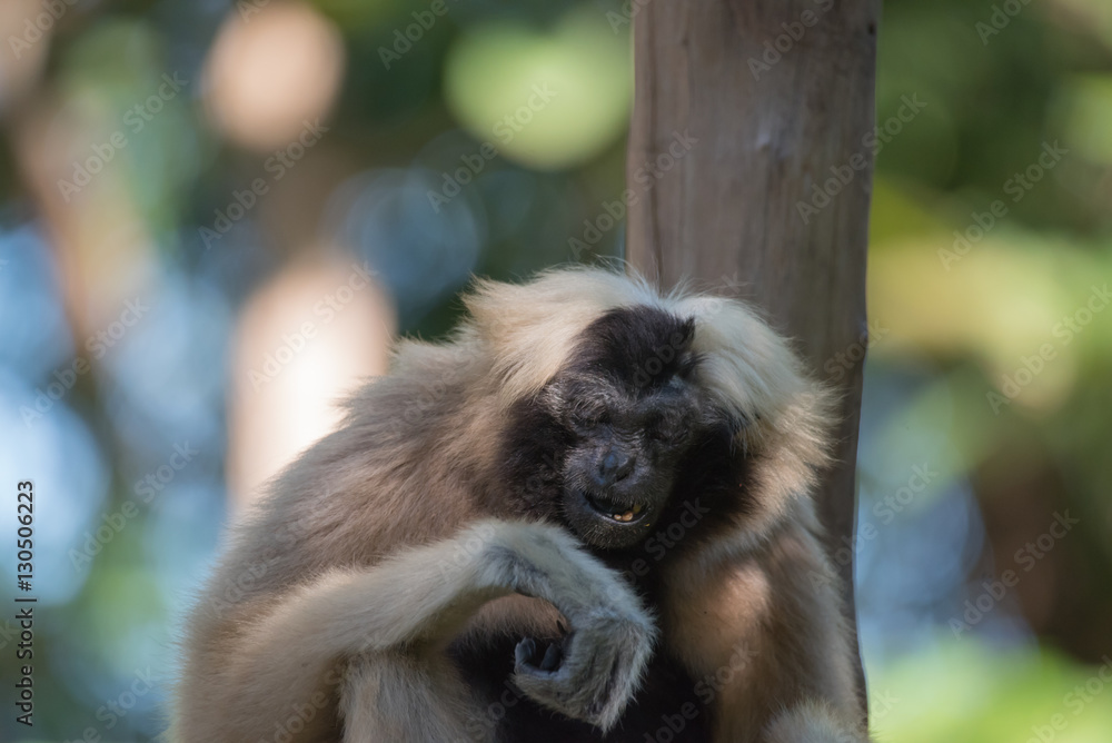 Naklejka premium Hylobatidae