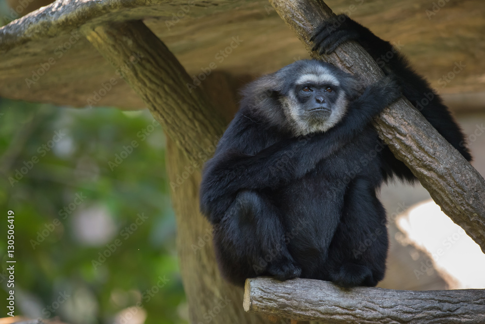 Naklejka premium Hylobatidae