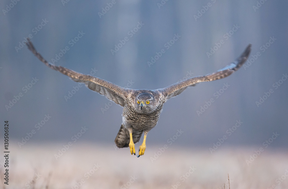 Fotografie Northern Goshawk (Accipiter gentilis)