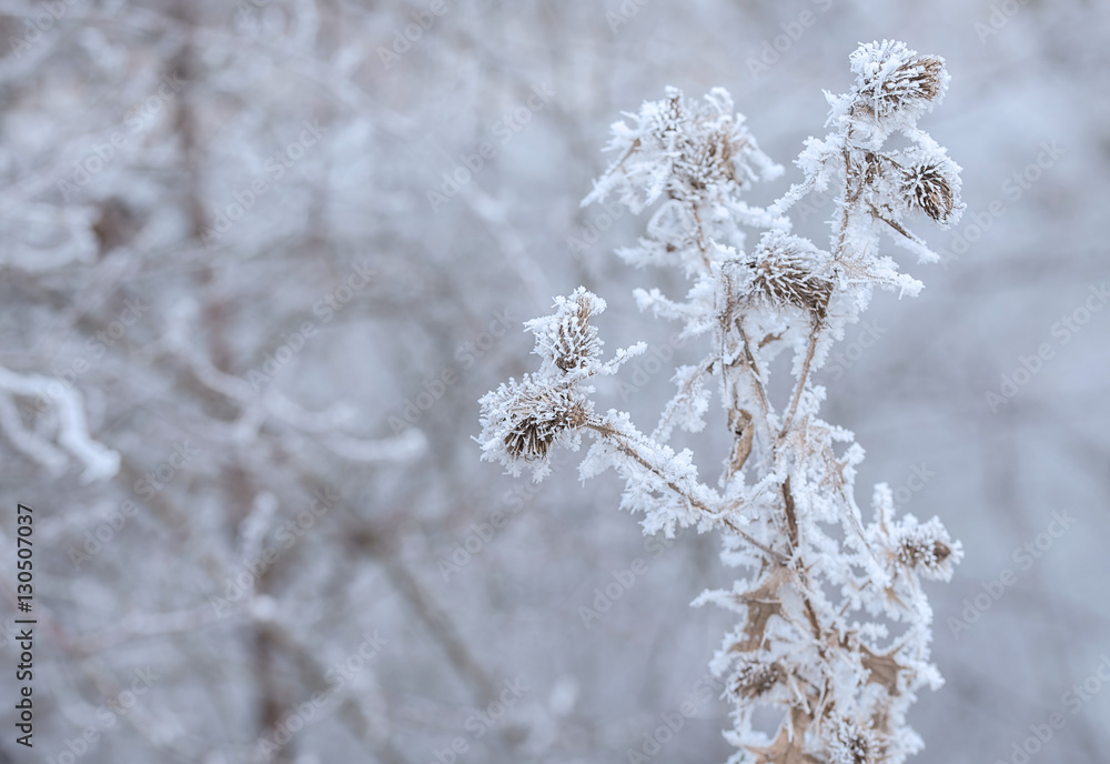 Frozen plants in winter with the hoar-frost Frozen plants in winter with the hoar-frost