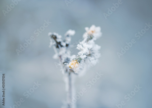 Fototapeta Naklejka Na Ścianę i Meble -  Frozen flower in winter with the hoar-frost