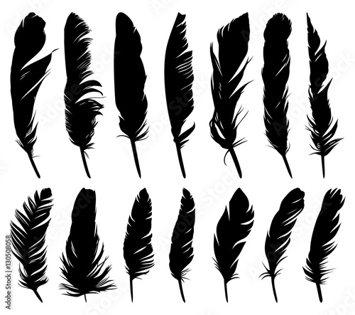 Fotografia Feathers of birds.
