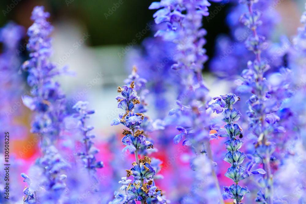 Obraz premium Purple white salvia flowers close up