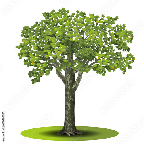 detached tree sycamore with green leaves photo