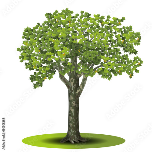 detached tree sycamore with green leaves