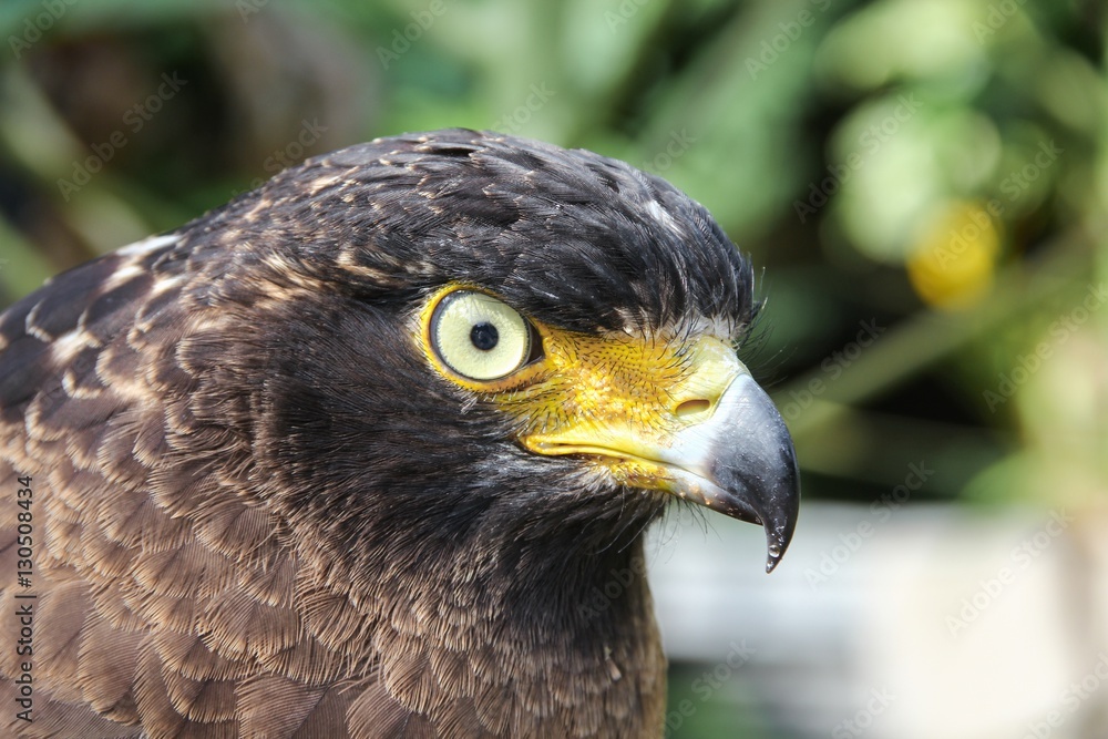 Fototapeta premium Falcon Peregrine or golden eagle, Closeup
