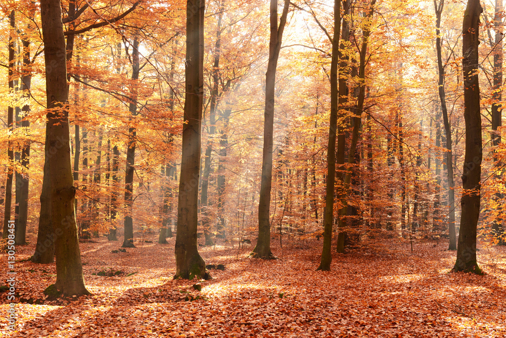 Fototapeta premium Autumn forest