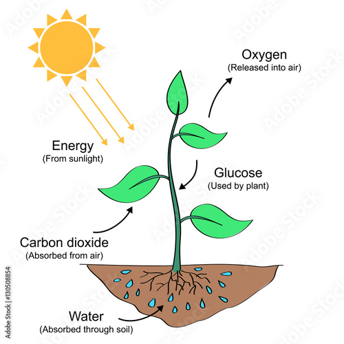 Photosynthesis process labelled illustration