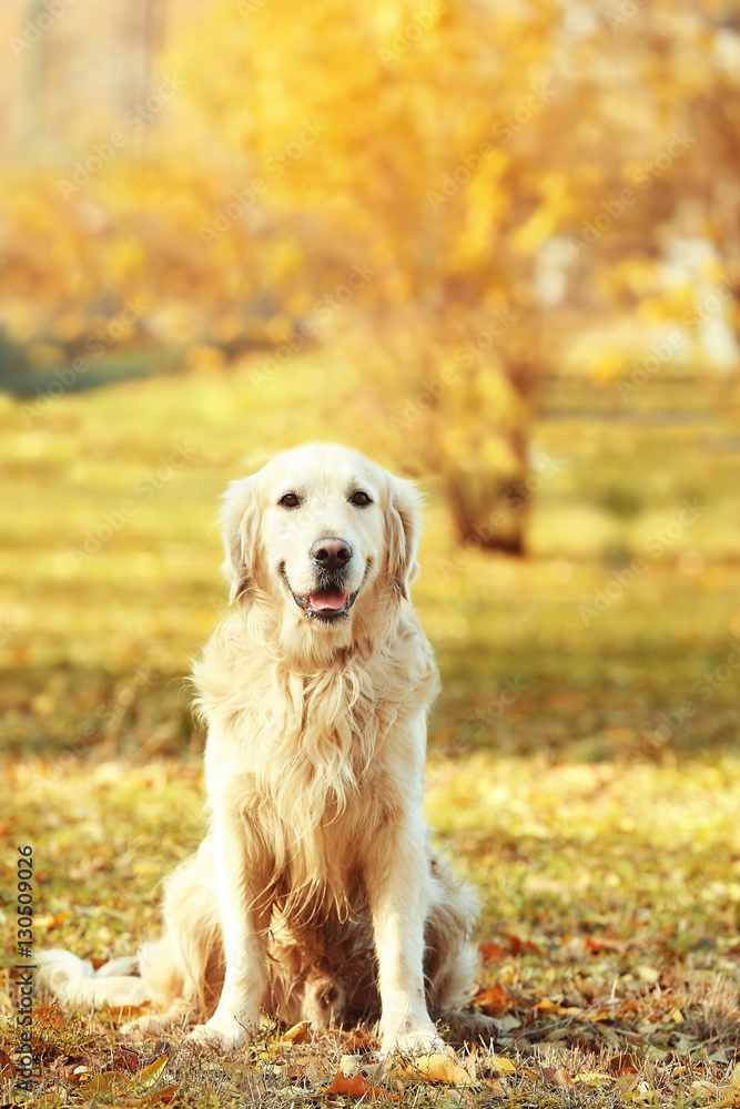 Funny labrador retriever in beautiful autumn park Funny labrador retriever in beautiful autumn park