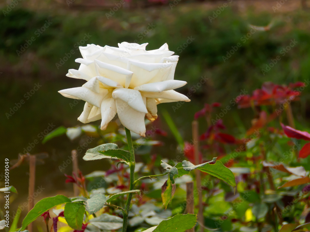 Obraz premium White rose on tree branch