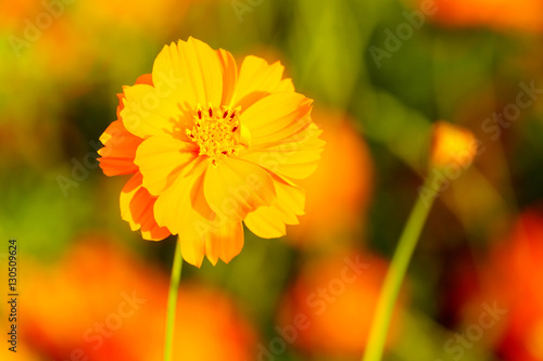 Orange cosmos flower close up