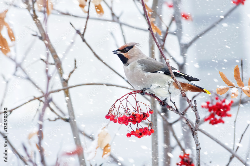 Waxwing bird sitting on a branch of rowan in frost Waxwing bird sitting on a branch of rowan in frost