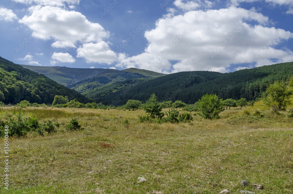 Panorama of glade and  green  forest in Vitosha mountain, Bulgaria