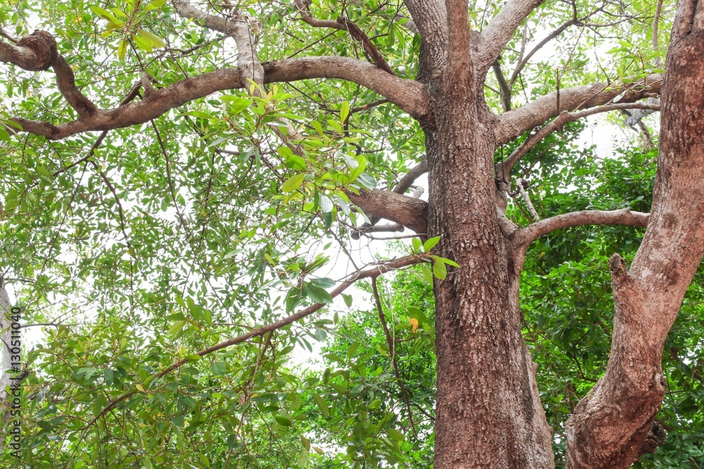 branch and leaf of tree beautiful in the forest branch and leaf of tree beautiful in the forest
