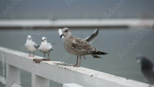 Wallpaper Mural Seagull on a pier on the sea in winter Torontodigital.ca