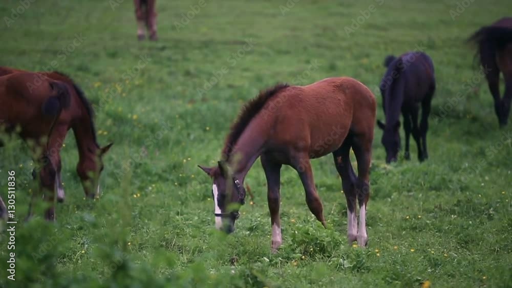 Foal eating grass on a meadow in summer Foal eating grass on a meadow in summer