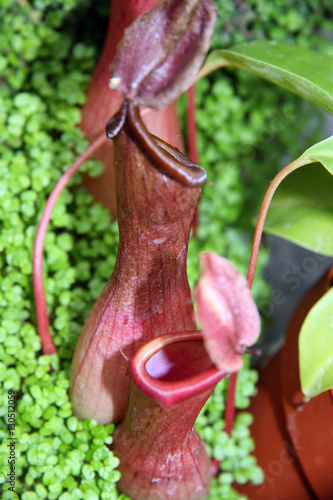 Nepentes / Insectivorous plants - water lilies in the jungle photo