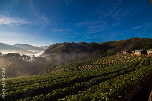 Sunrise with fog on strawberry plantation field in Angkhang high