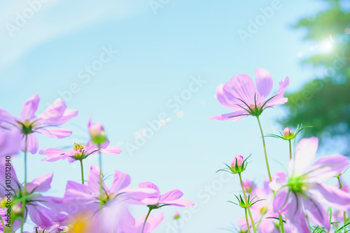 cosmea flower under sunlight and blue sky with selective focus with sun lighting flare effect.