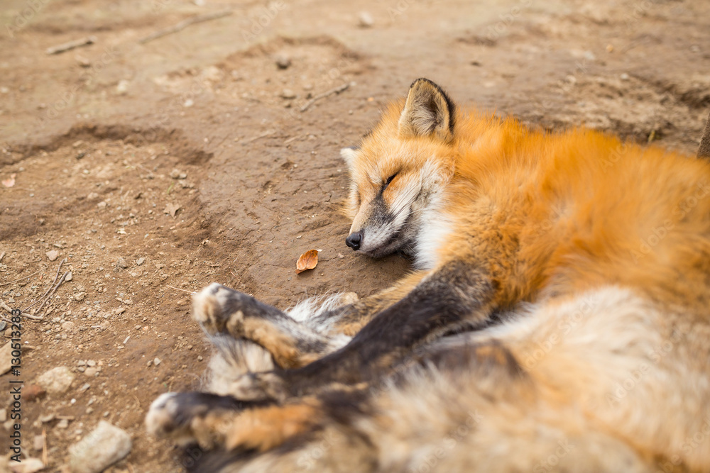 Lovely fox sleeping