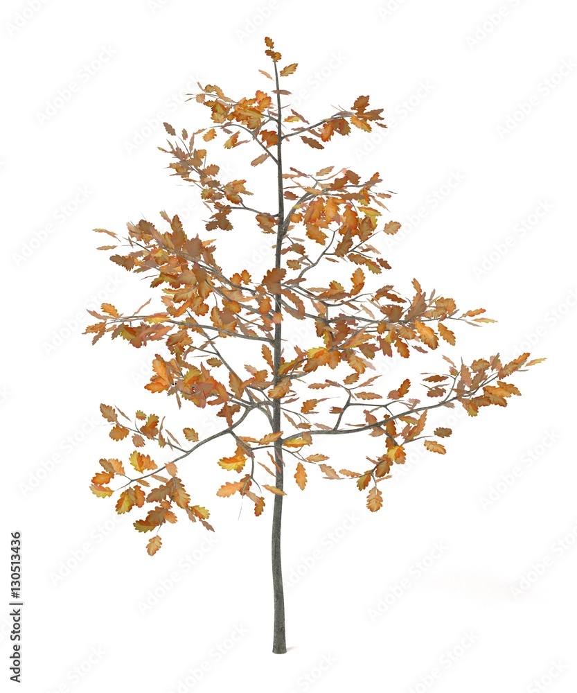 realistic 3d render of young oak realistic 3d render of young oak
