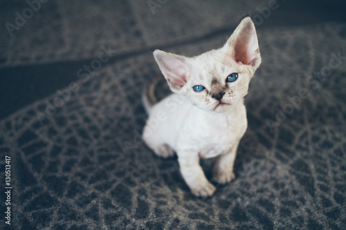 Beautiful Devon Rex point tabby little kitten is sitting on a soft blanket. Cat is feeling relaxed and comfortable. Friendly kitten looking at camera with curiosity expression. photo