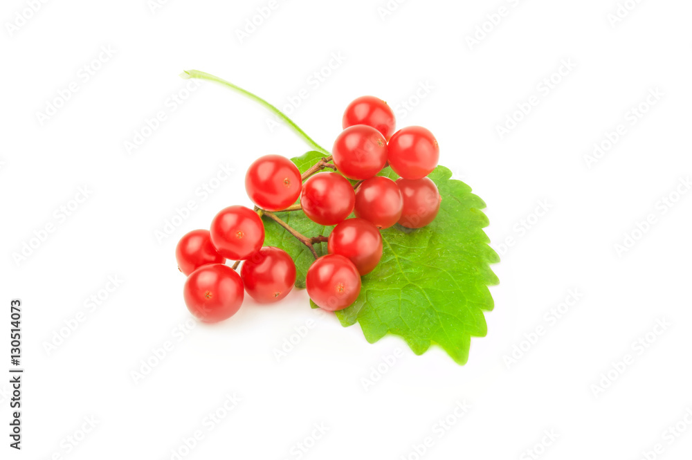 Viburnum with red berries isolated on a white background cutout Viburnum with red berries isolated on a white background cutout
