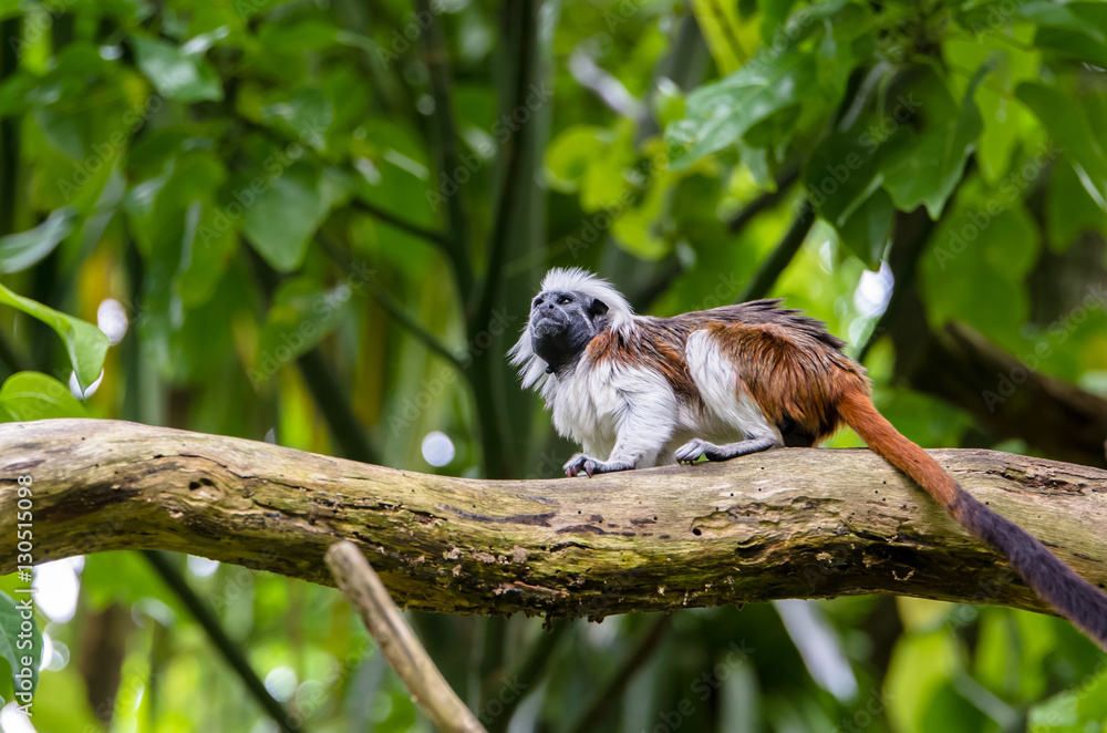Obraz premium Cotton-top tamarin on the branch.