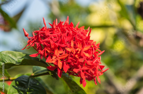 Red Ixora flower in Tropical garden