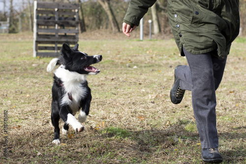 Border collie puppy running happy