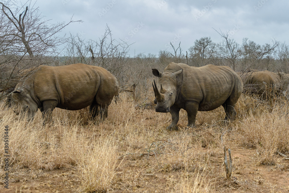 Obraz premium White rhinoceros or square-lipped rhinoceros (Ceratotherium simum) in Hlane Royal National Park, Swaziland