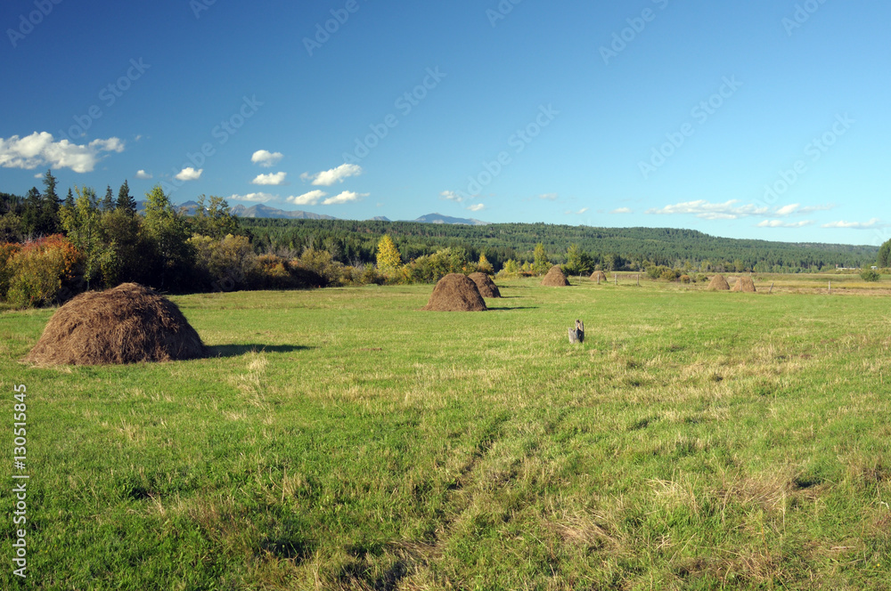 The last days of summer. Agricultural landscape. The boundary between the fields with unharvested grain harvest. Blue sky with cumulus clouds. Mountains on the horizon. Photo partially tinted.