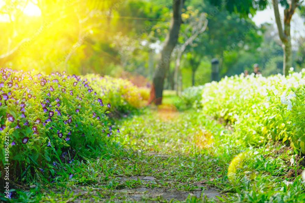 Fototapeta premium Soft-focus of flowers blooming in a field during summer with selective focus and blurry background with sun lighting flare effect.