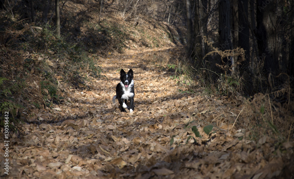 Border Collie Puppy happy in the Woods 	