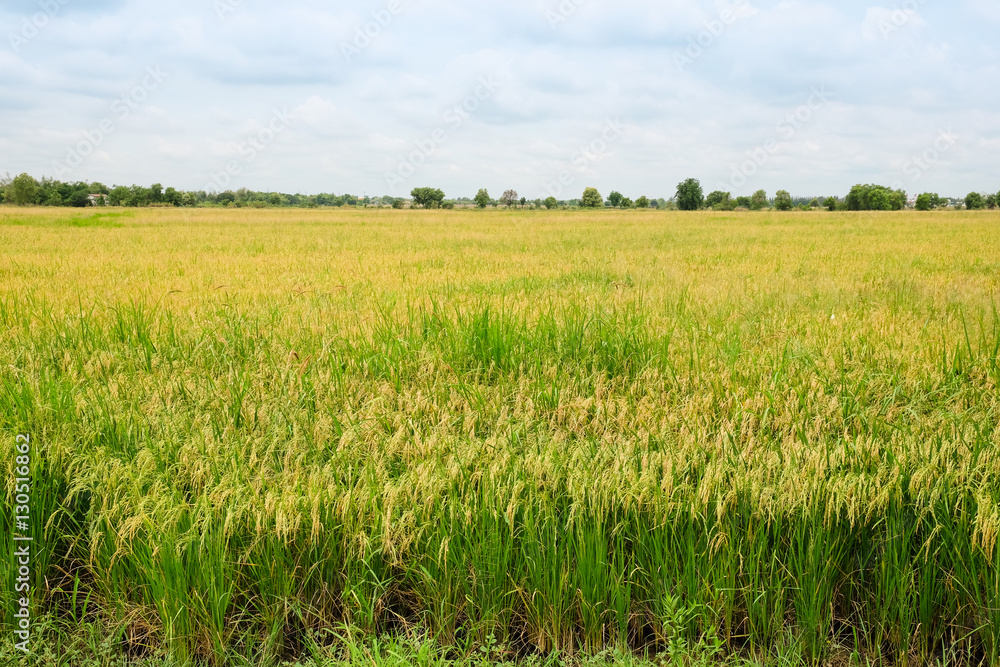 rice field, Thailand
