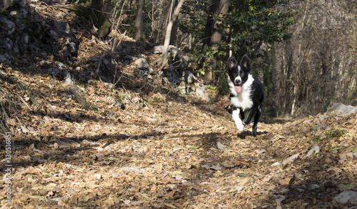 Border Collie Puppy happy in the Woods 