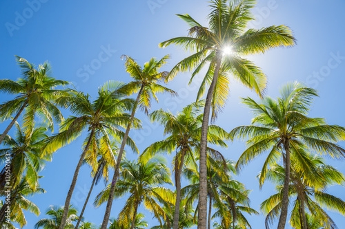 Tall green coconut palm trees standing in bright blue tropical sky on the Coconut Coast in Bahia  Brazil